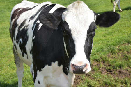 Close up look into the face of a white and black mottled cow.