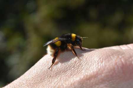 Bumblebee close up on a mans hand in the summer.の写真素材