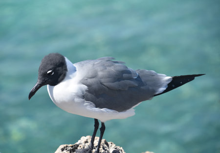 Laughing gull standing on a coral rock over the tropical waters.