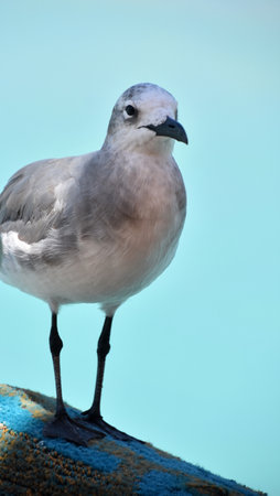 Looking into the face of a laughing gull standing on a pier.