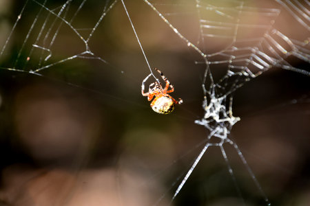 Fantastic orbweaver spider with thread coming from abdomen.