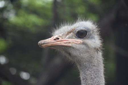 Fantastic side view of an ostriches head up close and personal.