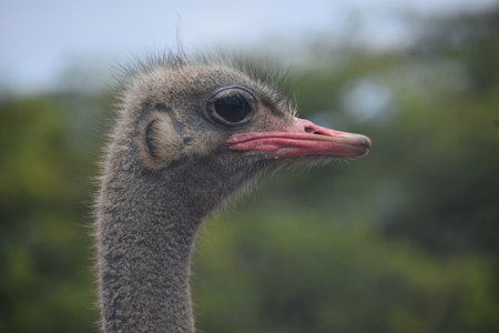 Dark grey ostrich feathers with a long neck and a dark red bill.