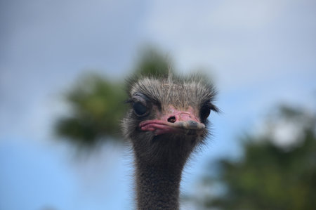 Fluffy gray ostrich bird with a pink beak on a warm day.