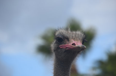 Large flightless bird known as an ostrich with blue skies behind him.