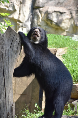 Spectacled Andean bear using a stump to pull up to standing.