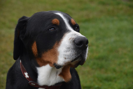 Sitting obedient Great Swiss Mountain Dog gazing up and away.の写真素材
