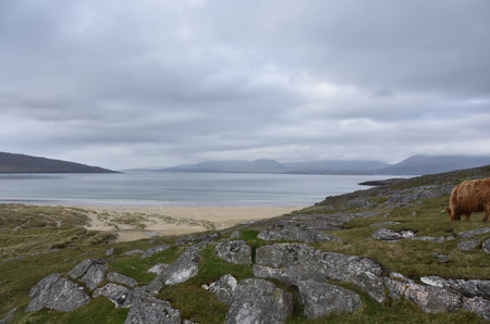 Grazing Highland cow near stunning Luskentyre beach on the Isle of Lewis.