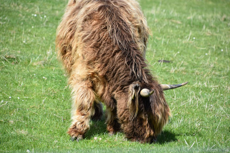 Lovely shaggy Highland cow grazing in a field in Scotland.の写真素材