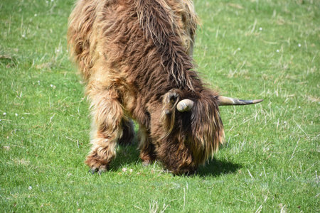 Stunning brown shaggy hairy coo in a grass filled field in Scotland.の写真素材
