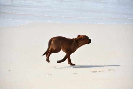 Tan Staffordshire bull terrier puppy dog running on a beach.の写真素材