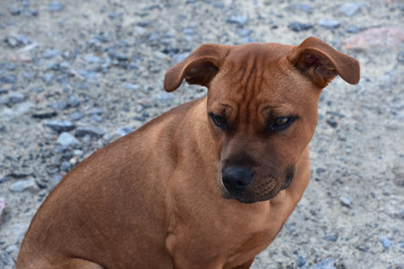 Cute sweet faced brown Staffordshire puppy dog looking adorable.