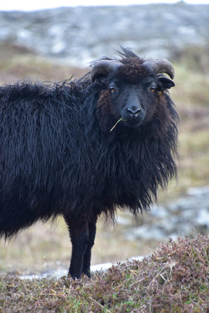 A single piece of grass hanging out of a black Hebriddean Sheep in the outer Hebrides.の写真素材