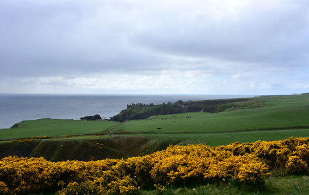 Beautiful golden yellow gorse bushes blooming on sea cliffs in Scotland.