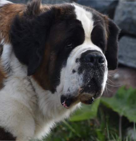 Beautiful St Bernard dog with brown, black and white fur.