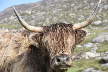 Up close look into the face of a brown hairy coo.