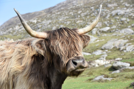 Shaggy fur in two shades of brown on a Highland cow on a hill.
