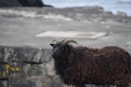 Beautiful shaggy black Hebriddean sheep on a dark grey day.