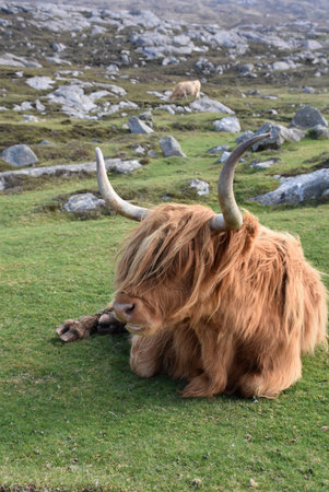 Adorable heilan coo on a hillside in the Outer Hebrides.