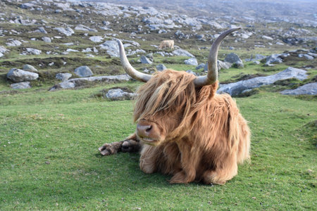 Shaggy red heilan coo laying down in the Outer Hebrides in Scotland.