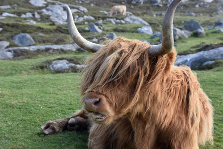 Long horns on a hairy coo chewing on a hill in Scotland.