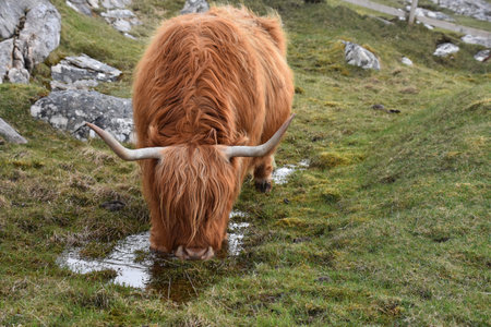 Shaggy red hairy coo having a drink on the Scottish moors.