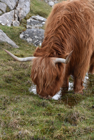 Shaggy red Highland cow drinking water on the moors in the Highlands.の写真素材