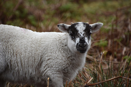 Cute young Scottish Blackface wooly lamb meandering about.