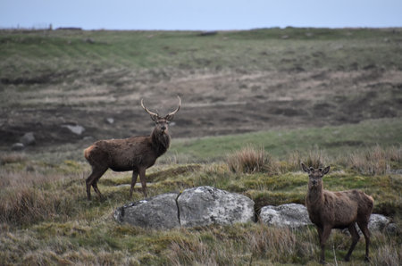 Beautiful pair of red deer witha  buck and a doe standing on a hill in the Hebrides.