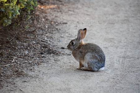 Cute small wild rabbit sitting on a dirt walking path.の写真素材