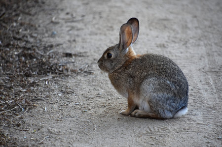 Amazing capture of a sweet wild rabbit on a dirt packed walking trail.の写真素材