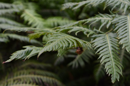 Thick green vegetation with fern leaves curling in the Azores.