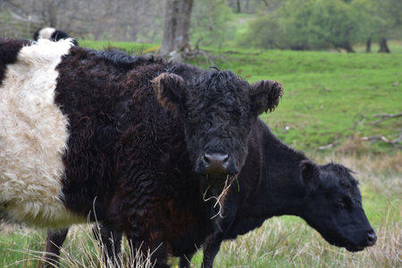Hay hanging from the mouth of a black and white belted galloway cow.の写真素材