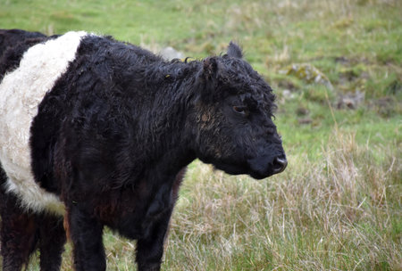 Large shaggy black and white belted galloway cow in a field.の写真素材