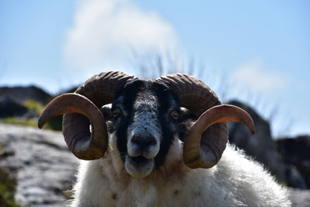 Looking into the face of ram with twisted and curled horns.の写真素材