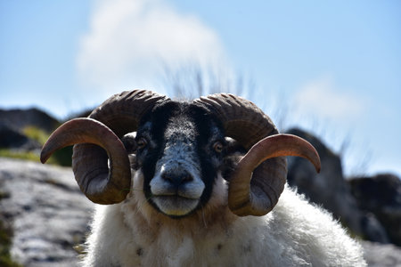 Fantastic portrait of a ram with curly horns in Scotland.の写真素材