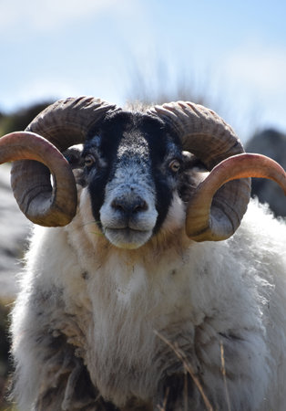 Amazing capture of a sheep with twisted curled horns.