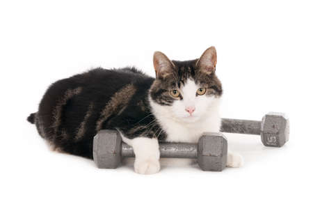 Cat with one paw resting on dumbbell, isolated on whiteの写真素材
