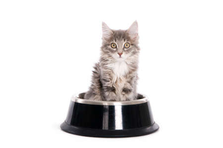 Grey kitten in a dog s bowl, isolated on whiteの写真素材