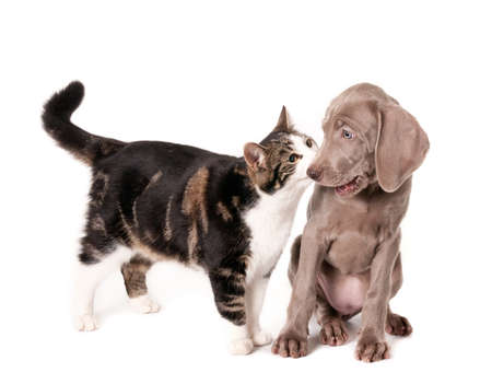 Weimaraner puppy gets a little scared of cat s greeting  Isolated on whiteの写真素材