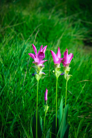 forest of green pasturesの写真素材