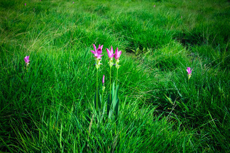 forest of green pasturesの写真素材