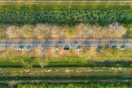 top view pattern road green treeの写真素材