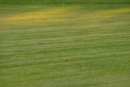 football field Is a green lawn That has been beautifully trimmedの写真素材