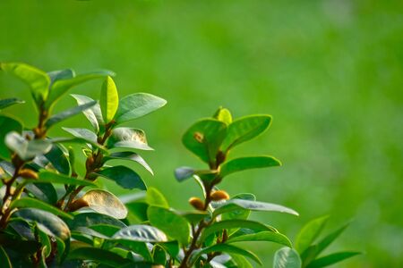 Beautiful green leaves Natural in the garden that looks fresh and comfortable to the eyes