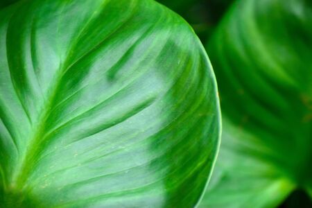 Beautiful green leaves Natural in the garden that looks fresh and comfortable to the eyes