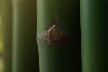 Many bamboo trees Natural green color, beautiful and easy to seeの写真素材