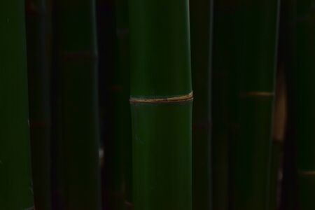 Many bamboo trees Natural green color, beautiful and easy to seeの写真素材