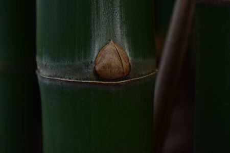 Many bamboo trees Natural green color, beautiful and easy to seeの写真素材