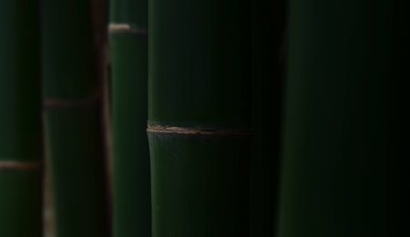 Many bamboo trees Natural green color, beautiful and easy to seeの写真素材